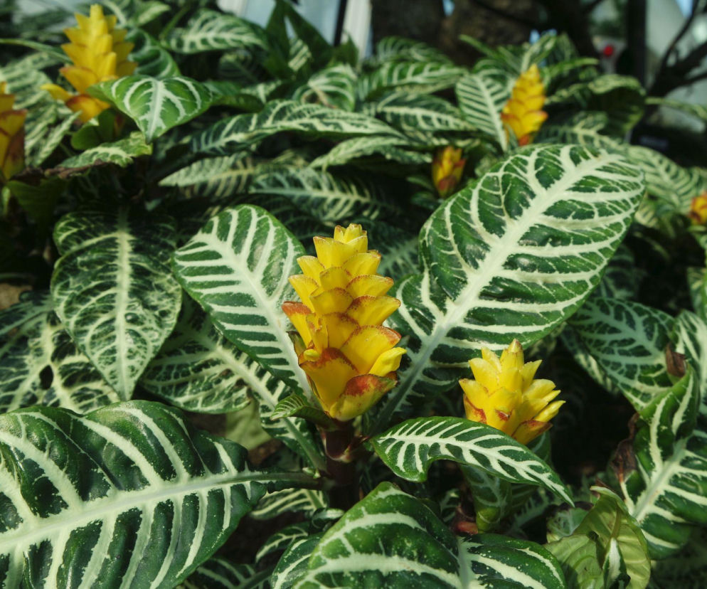 Afelandra stercząca: piękna, ale wymagająca? Sprawdź, jak ją uprawiać