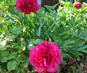 Pogoda na majówkę w Lesznie 2026