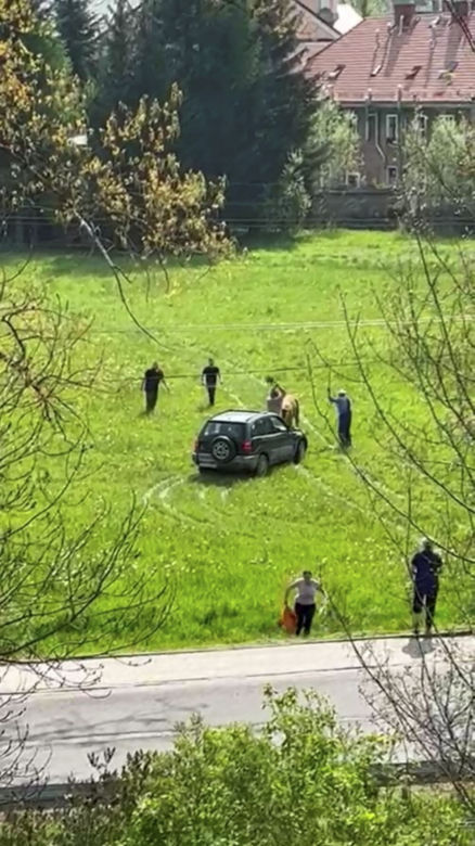 Horror na łące! Znęcali się nad cielakiem, wjeżdżali w niego samochodem