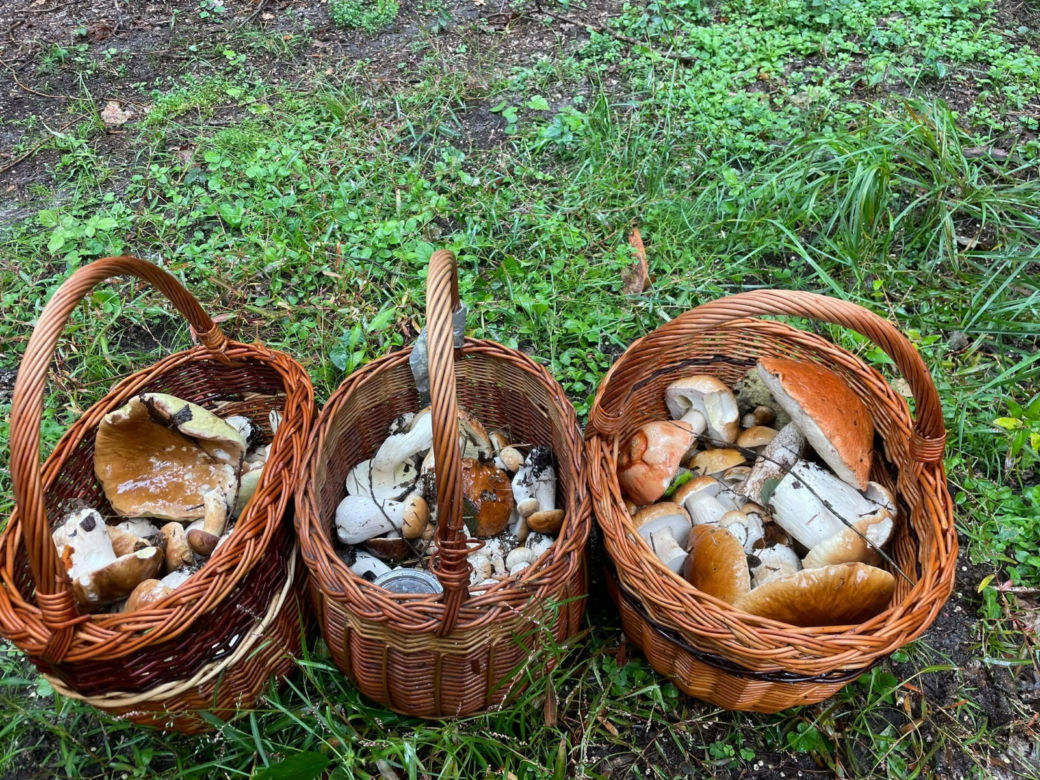 Są już grzyby w woj. lubelskim! Mieszkańcy chwalą się zbiorami