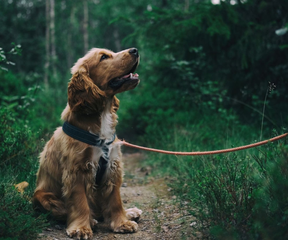 Siedzący pies rasy spaniel wpatruje się z uwagą w górę na leśnej ścieżce. O psich możliwościach czytaj na PoradyPlus.
