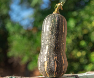Dynia piżmowa Barbara Butternut