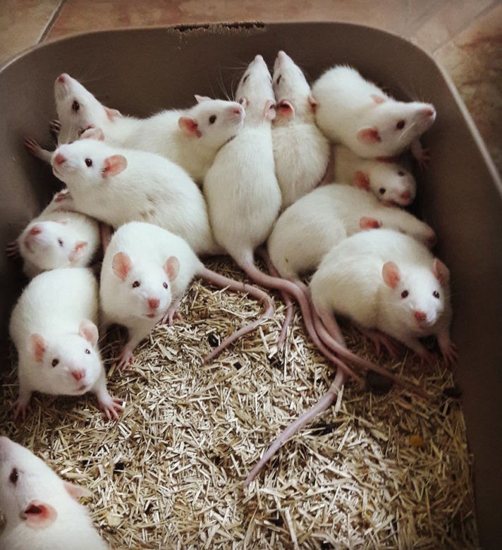 Zwierzęta laboratoryjne do adopcji