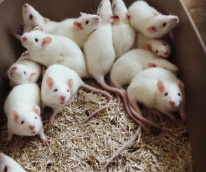Zwierzęta laboratoryjne do adopcji