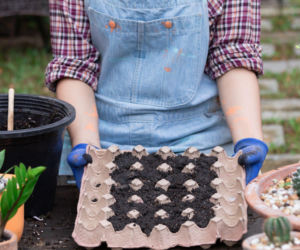 Rozsada w wytłaczankach po jajkach