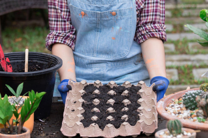 Rozsada w wytłaczankach po jajkach
