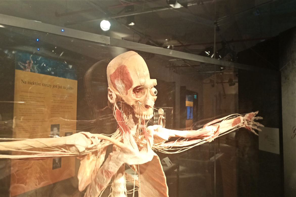 Wystawa Body Worlds w Szczecinie