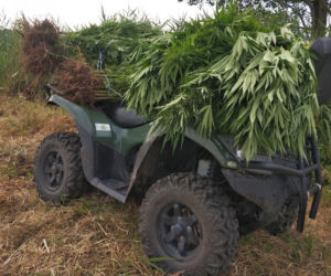Wielkie plantacje konopi indyjskich pod Tarnobrzegiem. Uprawiali je dwaj mieszkańcy Stalowej Woli