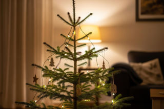 Wybierają najbrzydszą choinkę. Co ich skłoniło do tak nietypowej decyzji?