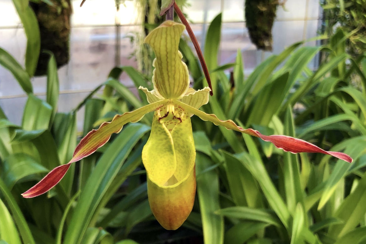 Paphiopedilum 