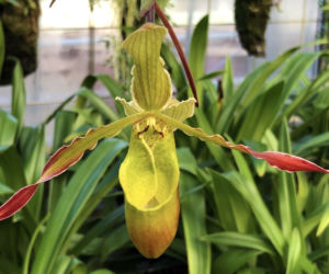 Phragmipedium