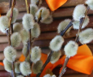 Zamiast wkładać bazie do wazonu, zrób z nich płukankę. Twoje włosy ci za to podziękują