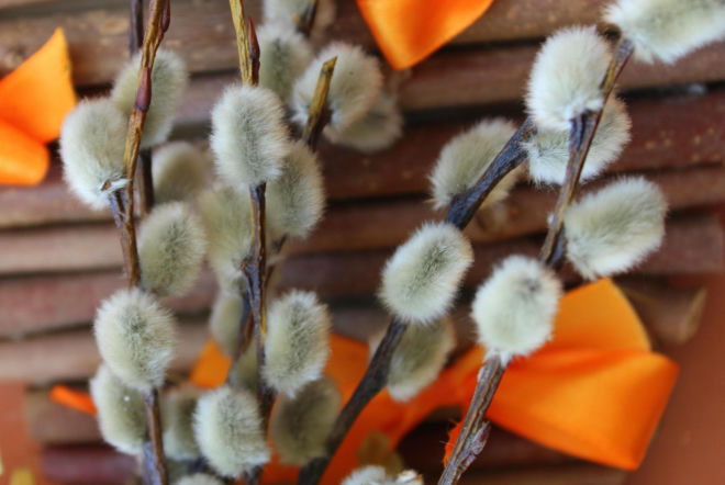 Wykorzystaj wiosenne bazie do pielęgnacji. Ta domowa płukanka to ratunek dla osłabionych włosów