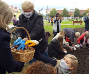 Ponad 2 tysiące żonkili posadzono na Polu Nadziei w Lesznie