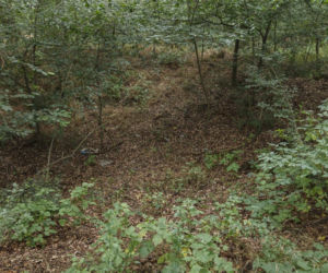 Mikołajowice. Mieszkamy na żyle złota