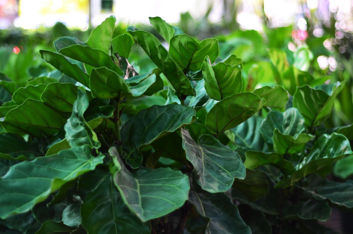 Ficus lyrata