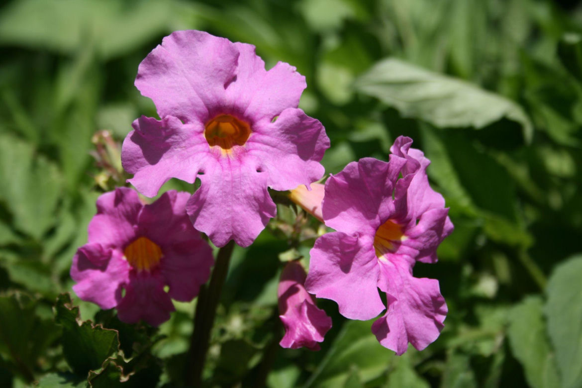 Inkarwilla Delavaya