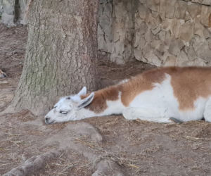 Dramat zwierząt w mini ZOO w Kałkowie