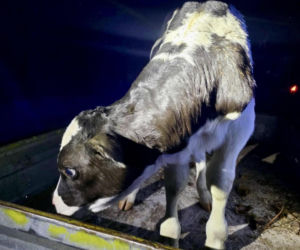 Szokujący incydent na drodze. Z dostawczaka wypadło cielę! Kierowca nawet nie zauważył