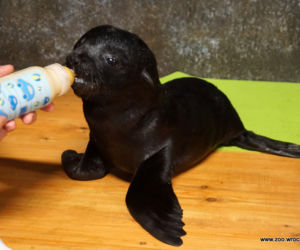 We Wrocławskim zoo urodziły się nowe kotiki