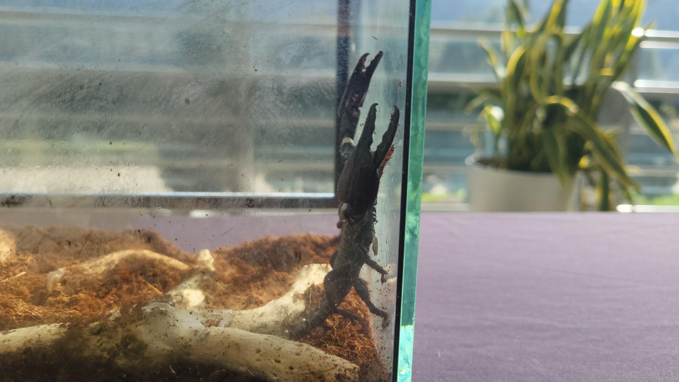 Egzotyczne zwierzęta, minerały i magia w jednym miejscu! Tak było na targach w Bydgoszczy 