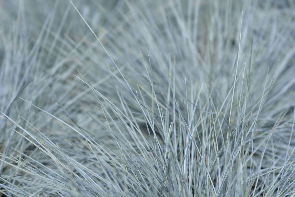 Kostrzewa sina 'Intense Blue'