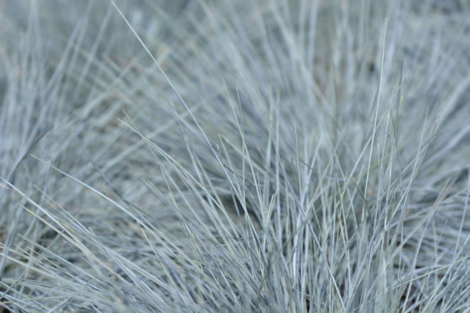 Kostrzewa sina 'Intense Blue'