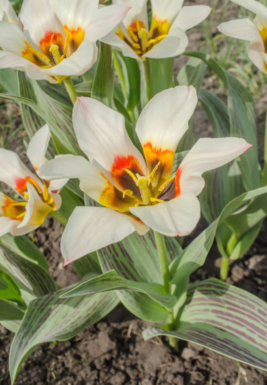 Tulipan