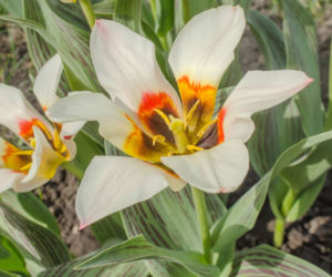 Tulipan