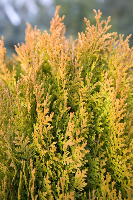 Biota wschodnia 'Aurea Nana'