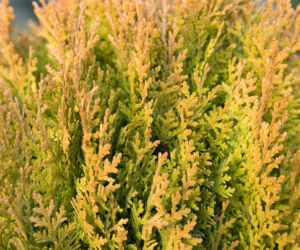 Biota wschodnia 'Aurea Nana'