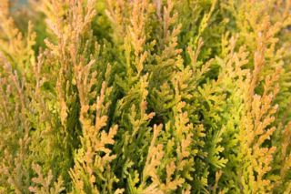 Biota wschodnia (żywotnik wschodni) 'Aurea Nana' - Platycladus orientalis 'Aurea Nana' = Thuja orientalis 'Aurea Nana'