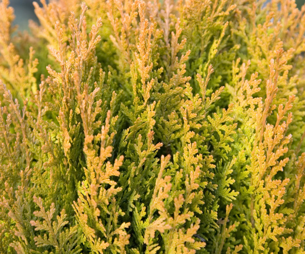Biota wschodnia 'Aurea Nana'