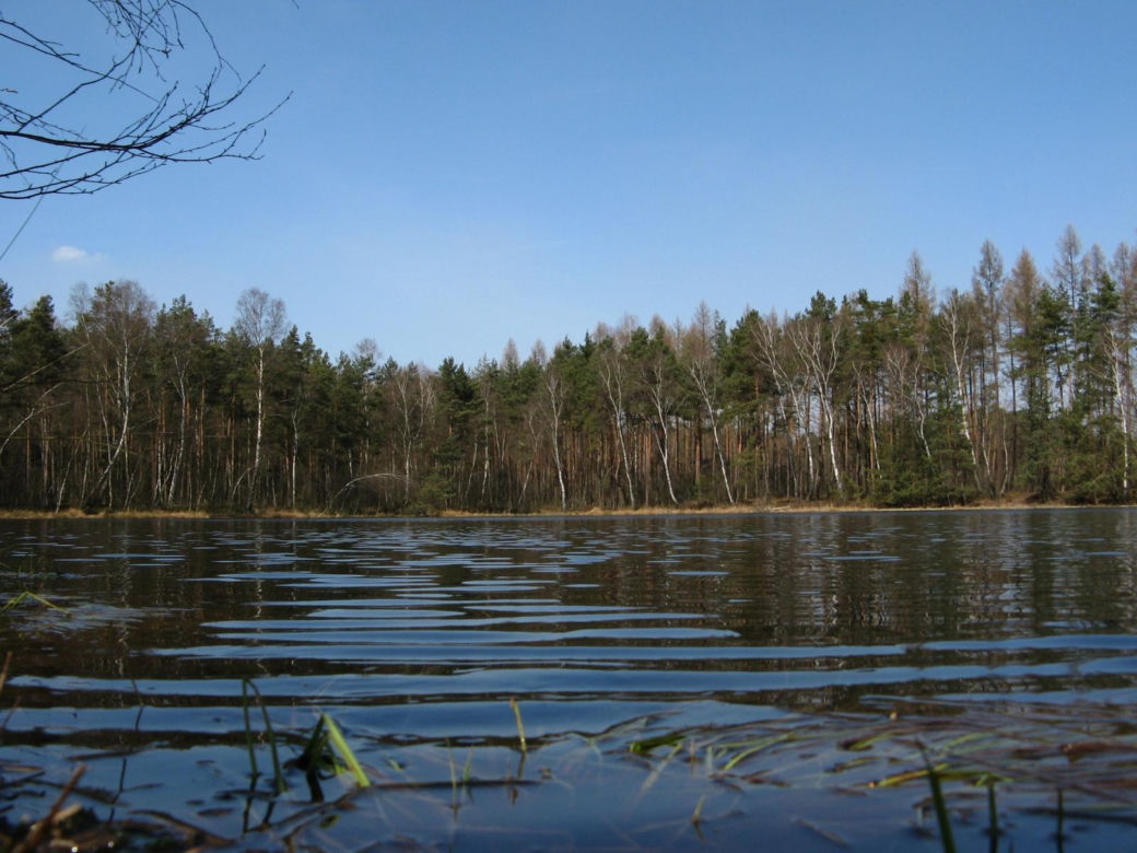 Puszcza Niepołomicka