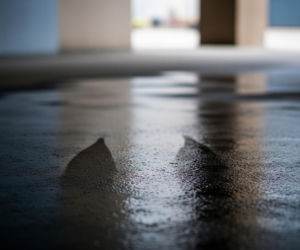 Tragedia w Borowej. Śmierć matki po porodzie, ale dlaczego znaleziono dwa ciała dzieci?