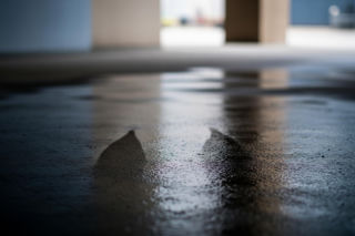 Tragedia w Borowej. Śmierć matki po porodzie, ale dlaczego znaleziono dwa ciała dzieci?