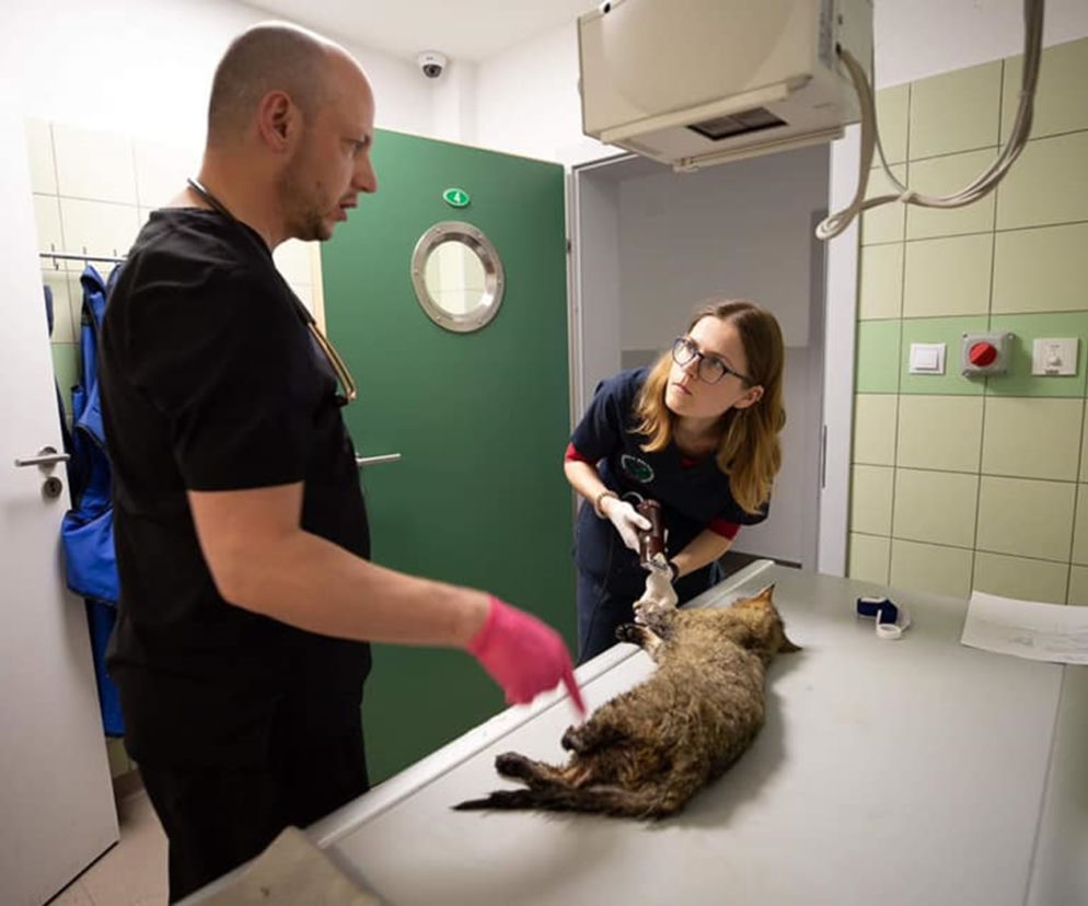 ZLI LUDZIE ODSTRZELILI LAPE ZBYSZKOWI 