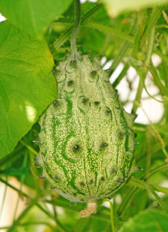 Kiwano