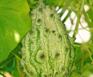 Kiwano