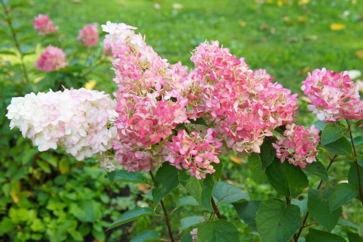 Hortensja bukietowa Vanille Fraise