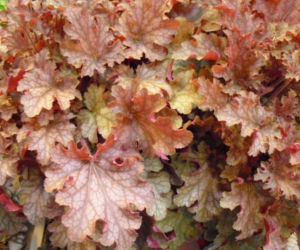 żurawka ‘Ginger Peach'