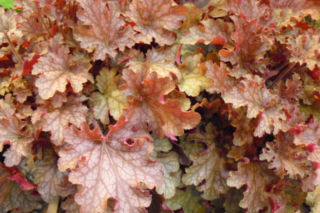 Żurawka ‘Ginger Peach' - Heuchera ‘Ginger Peach'