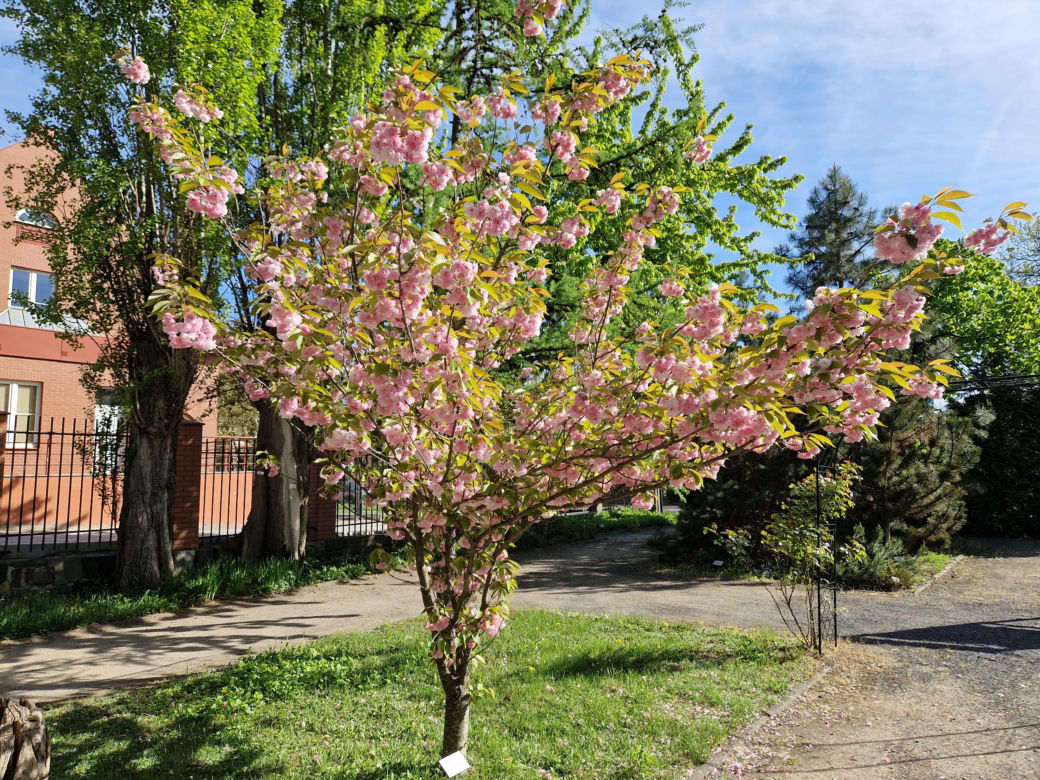 Wiosna w Ogrodzie Botanicznym UKW, czyli spacer wśród zieleni