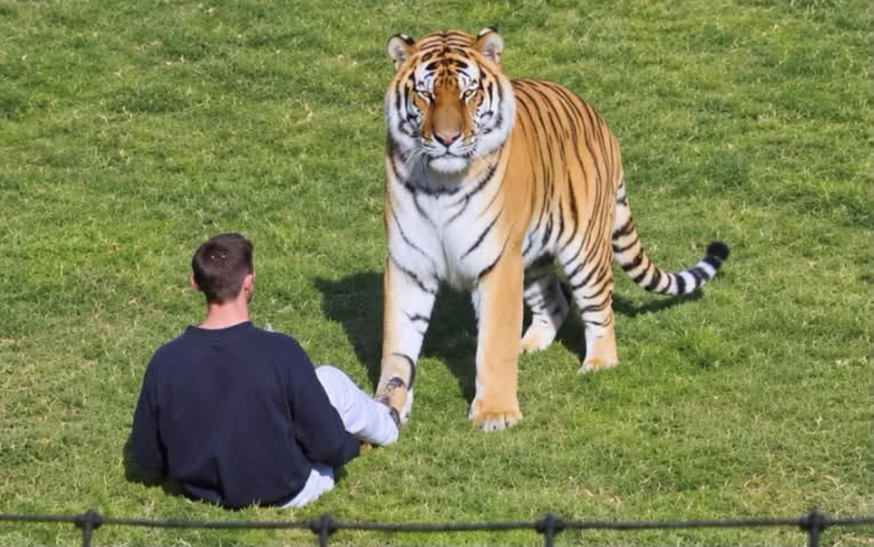 Tygrys zabił turystę w zoo! Takie były ostatnie słowa ofiary