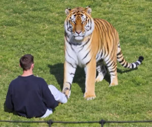 Tygrys zabił turystę w zoo! Takie były ostatnie słowa ofiary