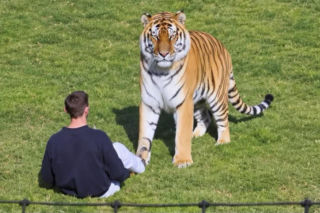 Tygrys zabił turystę w zoo! Takie były ostatnie słowa ofiary