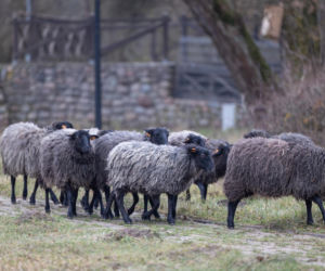 Nie lekarz, nie tabletki – owce! Niezwykła terapia spod Poznania