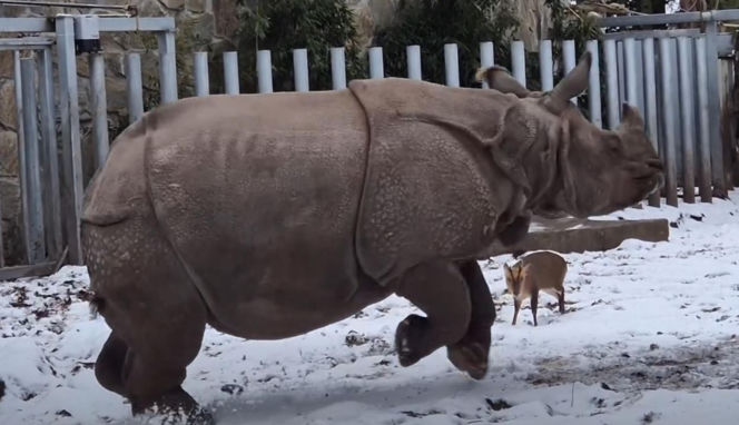 Mandżuk chiński i nosorożec indyjski starły się w Zoo Wrocław! Ponad zwierzętami jest 1,6 tony różnicy [ZDJĘCIA]