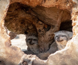 ALE CUDAK! Nowy mieszkaniec Śląskiego Ogrodu Zoologicznego [ZDJĘCIA]