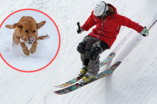 Dramat na stoku! Pies wbiegł pod narty nastolatka. Chłopak w szpitalu